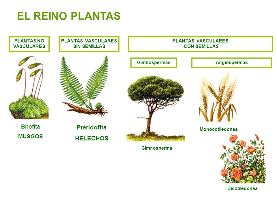 Vasculares plantas dibujos vasculares y no